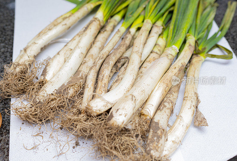 long onions ready to be roasted in chimney,  Catalonian tradition - Calçots